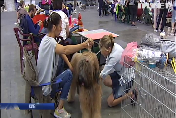 В Києві провели міжнародну виставку собак