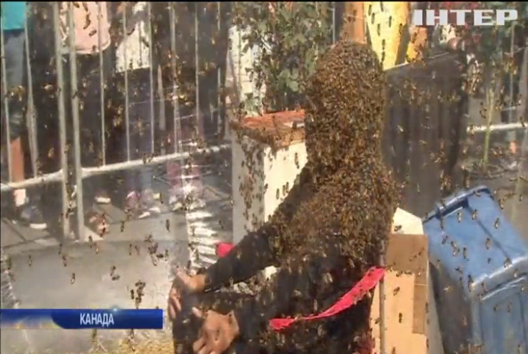 Житель Торонто обліпив собі голову бджолами