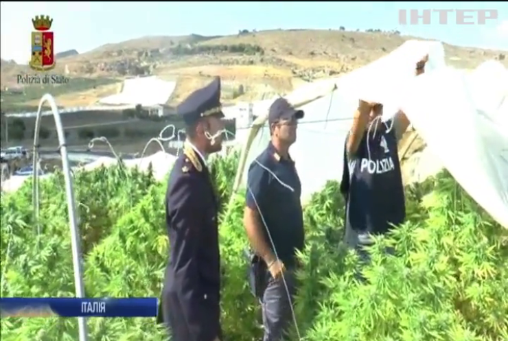 На Сицилії поліцейські знайшли поле коноплі