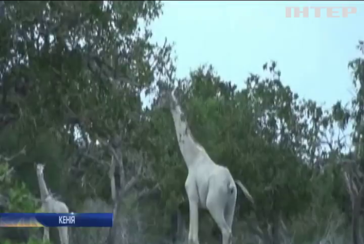 У Кенії вперше зафільмували рідкісних білих жирафів (відео)