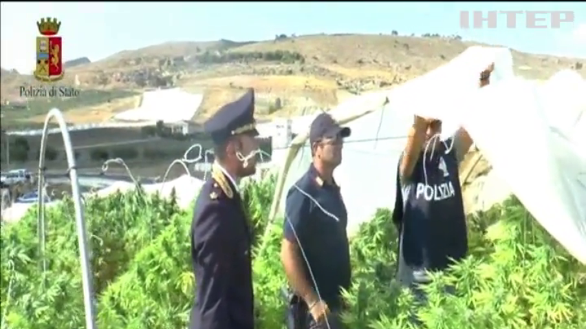 На Сицилії поліцейські знайшли поле коноплі