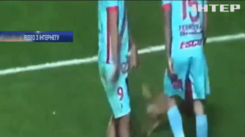 У Аргентині пес став зіркою футбольного матчу (відео)