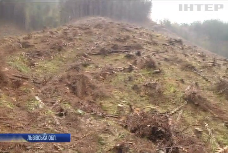 На Львівщині активісти знайшли сотню зрубаних дерев