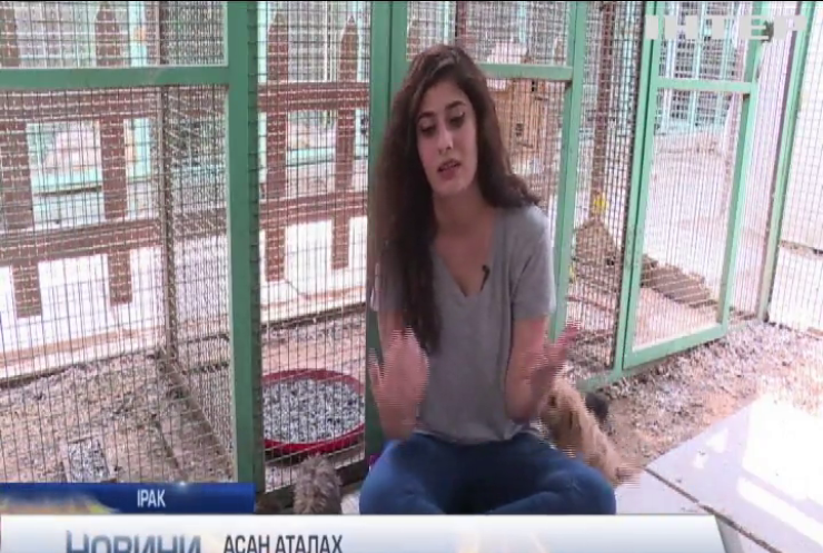 Зоозахисниця з Іраку допомагає вуличним тваринам знайти нові домівки