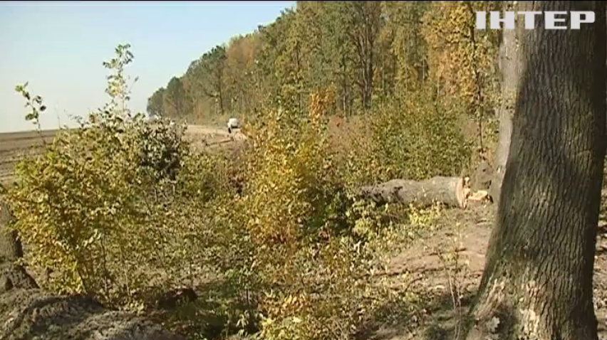 В Черновицкой области незаконно вырубают лес