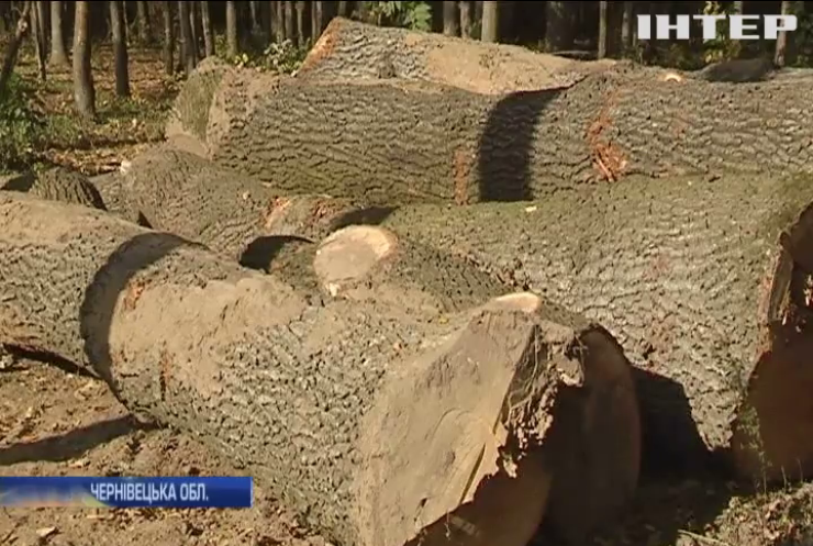 Вирубування лісів: у Чернівецькій області нищать цінні породи дерев