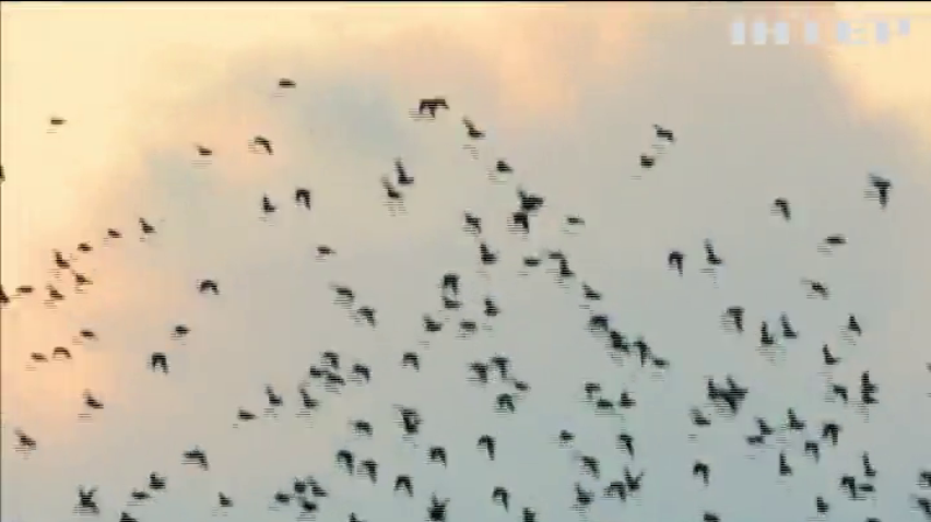 В Данії парапланерист літав разом з пташиною зграєю