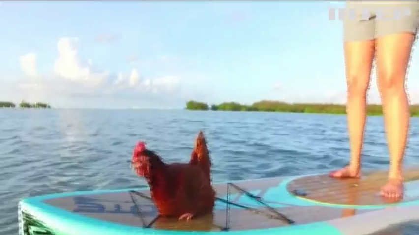 У Флориді курка з господинею катається на воді