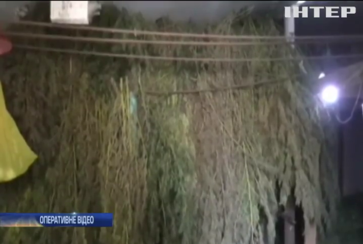 На Одещині наркоділки зібрали врожай марихуани (відео)