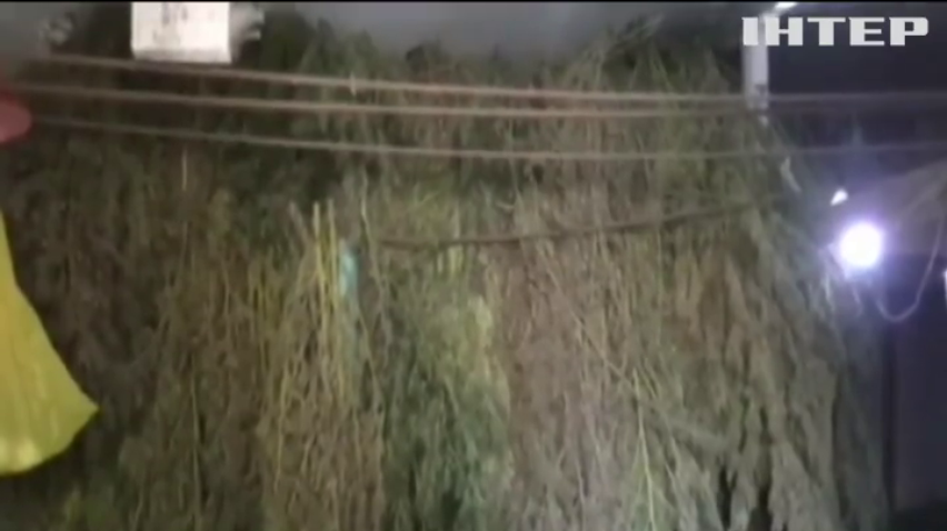 На Одещині наркоділки зібрали врожай марихуани (відео)