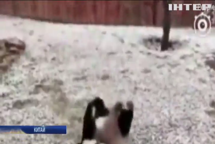 У Китаї панда вперше побачила сніг (відео)