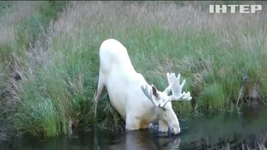 У Швеції врятували рідкісного білого лося (відео)