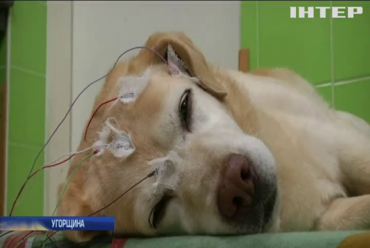 Дай лапу: угорські вчені досліджують сплячих собак (відео)