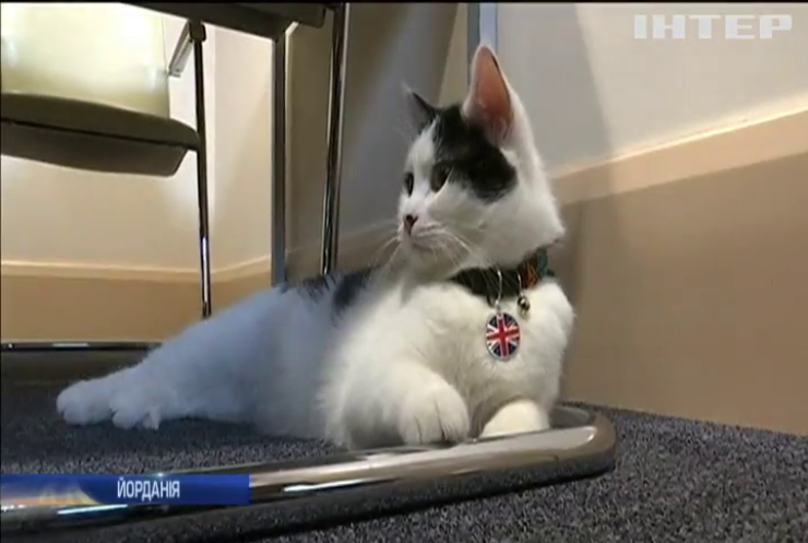 Посольство Британії в Йорданії завело кішку-мисливицю за мишами