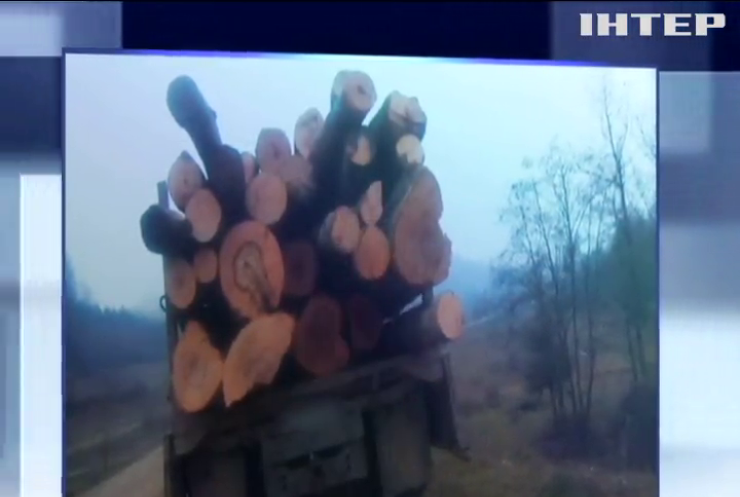 В Черновицкой области задержали грузовик с незаконно срезанным буком