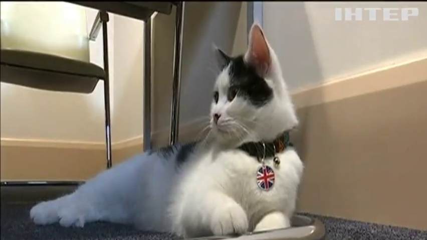 Посольство Британії в Йорданії завело кішку-мисливицю за мишами