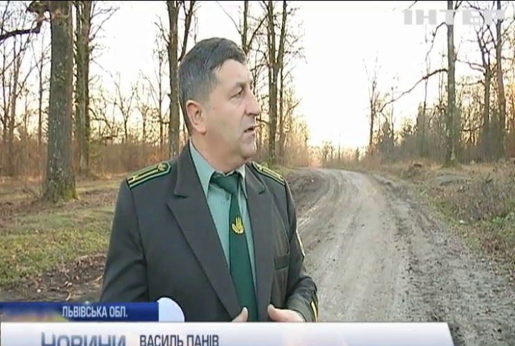 На Львівщині лісгоспи посварилися через вирубку дерев (відео)