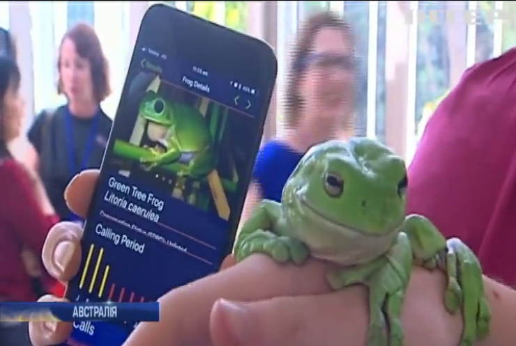 Науковці Австралії за допомогою новітніх технологій рятують жаб від вимирання
