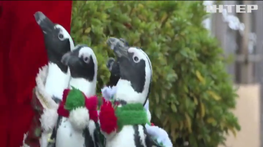 Пінгвіни у костюмах Санта Клаусів пройшли японським містом Йокохама