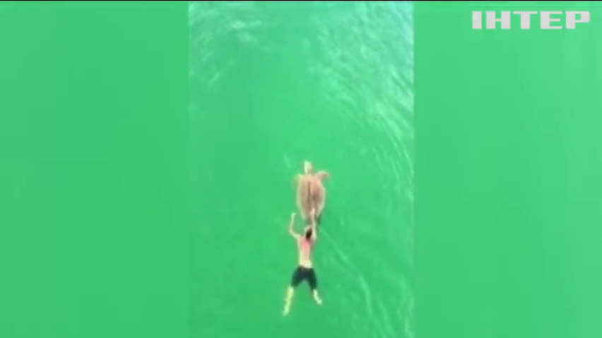 У Флориді сміливець врятував велетенську черепаху (відео)
