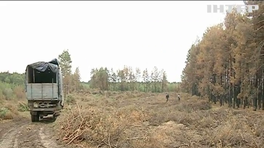 В Миколаєві браконьєри масово ріжуть ялинки до Нового року