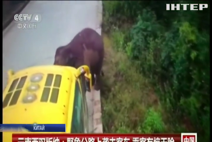 У Китаї дикий слон атакував автобус
