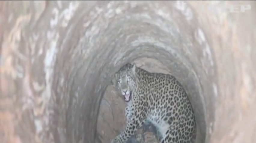 В Індії мисливці врятували з колодязя леопарда (відео)