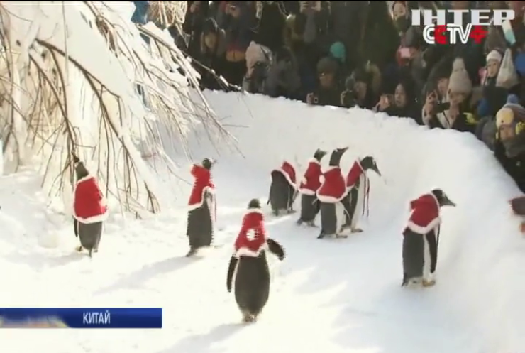 Пінгвінів зоопарку Китаю вдягнули Санта-Клаусами