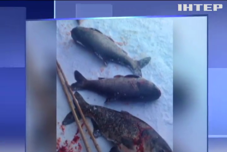 У Києві через забруднення озера масово гине риба