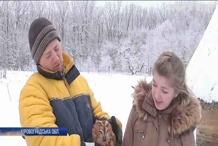 На Кіровоградщині родина врятувала рідкісну сову (відео)