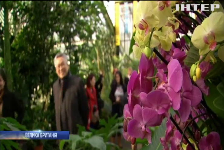Королівський ботанічний сад Лондона готує виставку орхідей