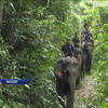 У Малайзїі рятують слонів-одинаків