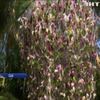 Центр Нью-Йорку прикрасив квітучій сад (відео)