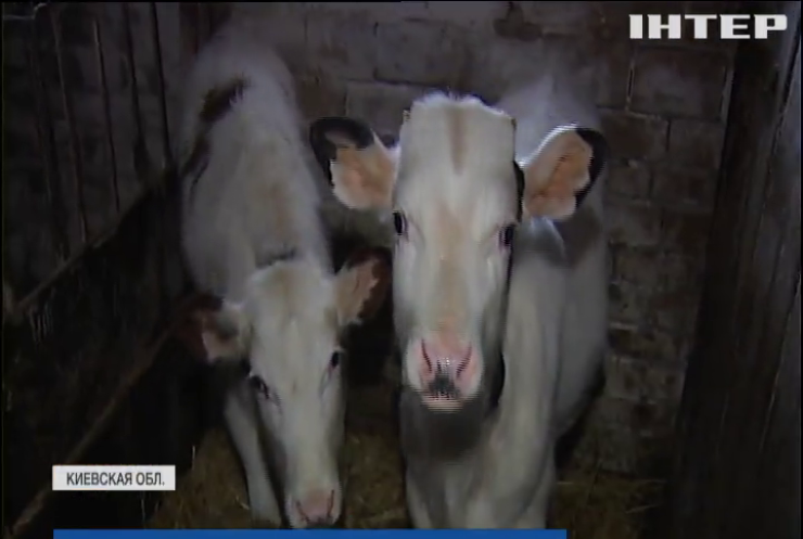 Запрет домашнего молока: фермерам предложили объединяться в кооперативы