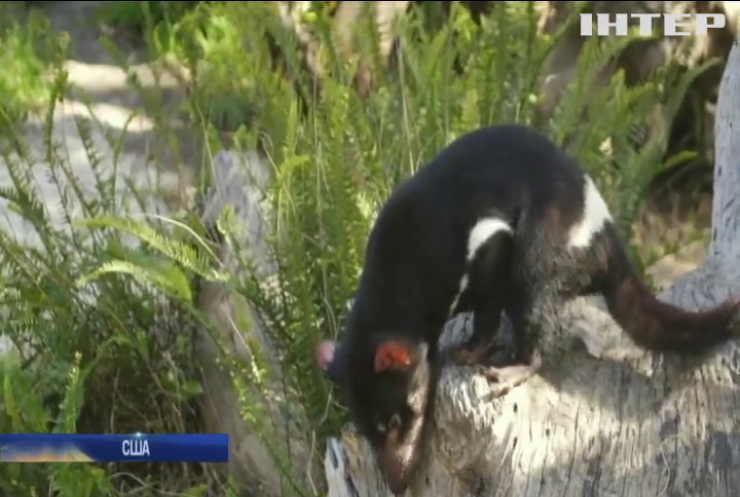 У США відвідувачам зоопарку показали тасманійських дияволів