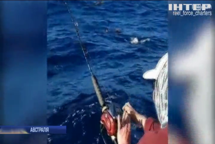 Австралійська пенсіонерка виловила гігантську рибину (відео)