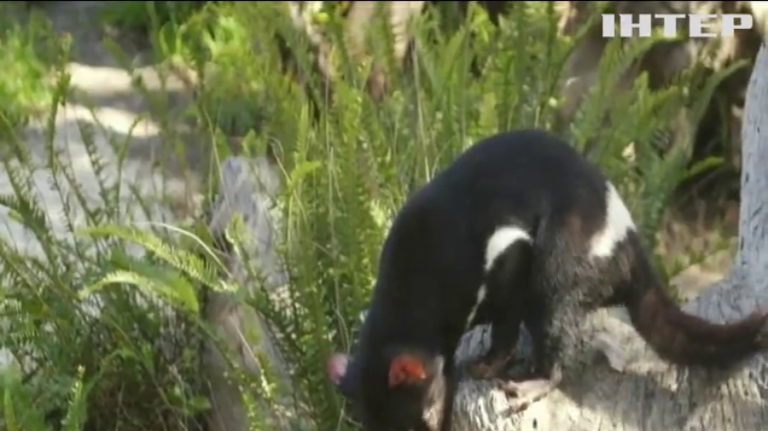 У США відвідувачам зоопарку показали тасманійських дияволів