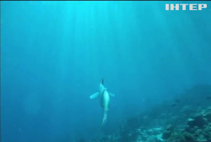 Риба-робот підкорює морські глибини (відео)