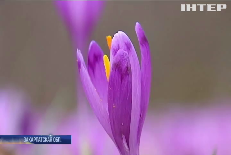 Весна пришла: в Закарпатье расцвели первые шафраны
