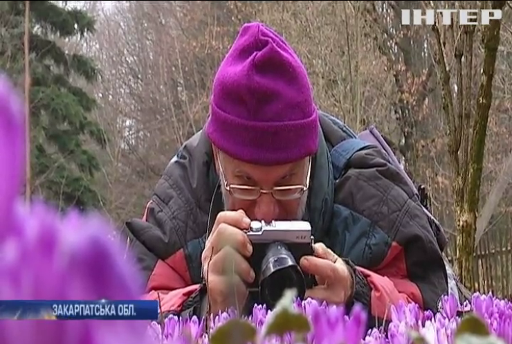 На Закарпатті розцвіли шафрани