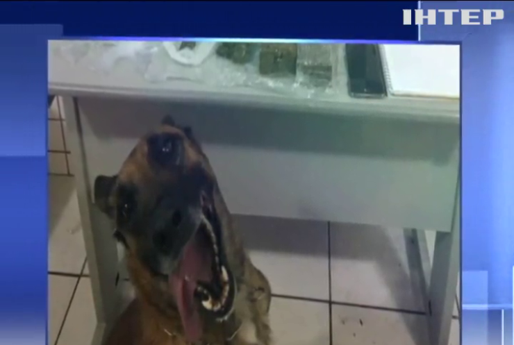 Поліцейський собака весело радів наркотикам (відео)