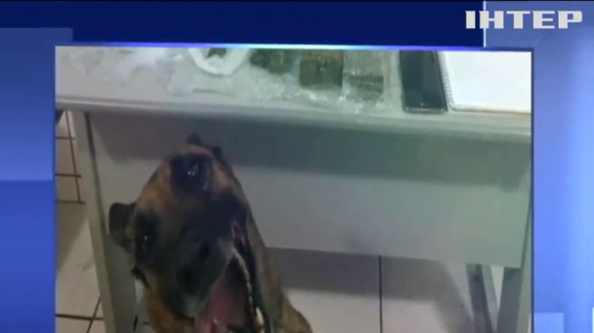 Поліцейський собака весело радів наркотикам (відео)