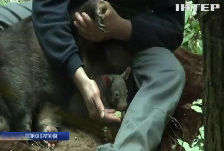 Німецький зоопарк у Дуйсбурзі поповнився дитинчам вомбата (відео)