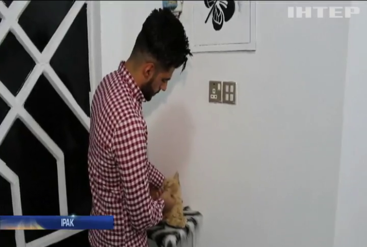 У Іраку студент ветеринарного факультету заснував готель для котів (відео)
