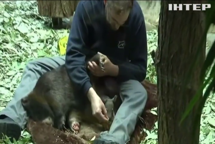 У німецькому зоопарку показали дитинча вомбата (відео)