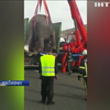 В Іспанії дорогою розгубили слонів (відео)