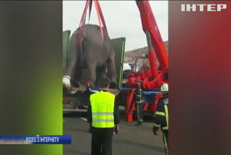 В Іспанії дорогою розгубили слонів (відео)