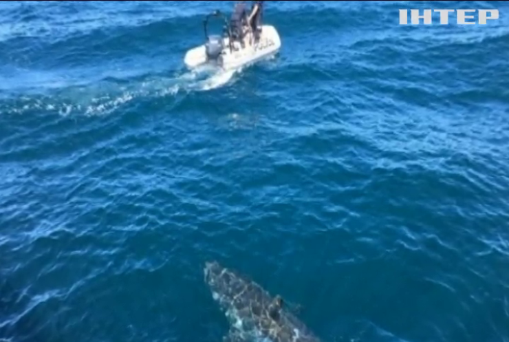 Австралійським морським патрульним допомагала акула (відео)