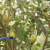 Український садівник вирощує екзотичні фрукти в теплиці