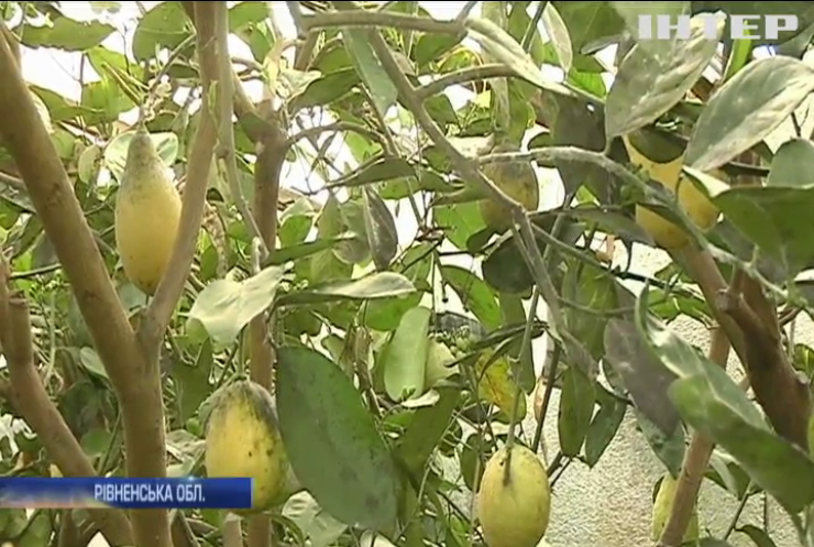 Український садівник вирощує екзотичні фрукти в теплиці